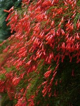 Red Firecracker Fern, Firecracker Plant, Coral Fountain Plant, Russelia equisetiformis, R. juncea